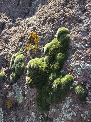 moss