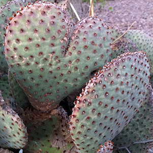 cacti