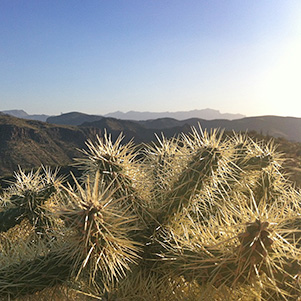 cacti