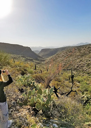 cholla