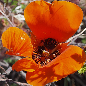 orange