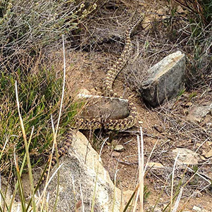 snake