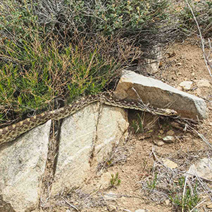 snake