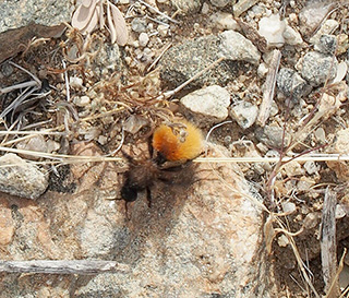 wasp
