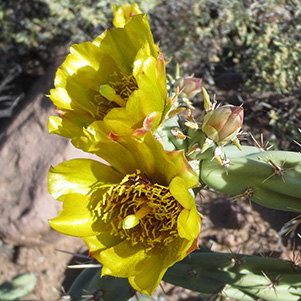 cactus