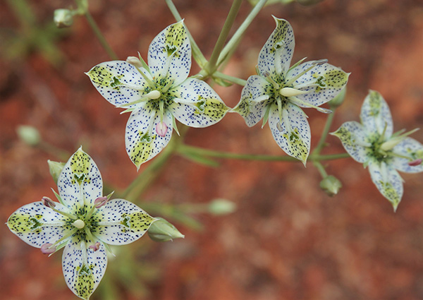 Flowers_Lin