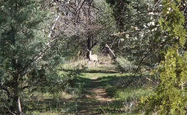 11DeerOrchard