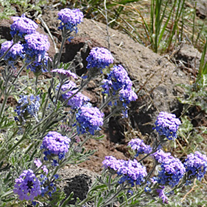 purple