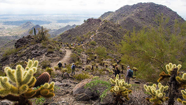 cholla