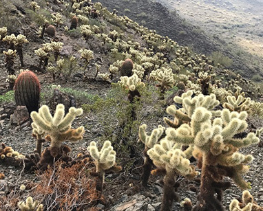 cholla