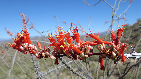 ocotillo
