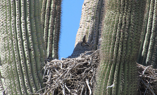 nest