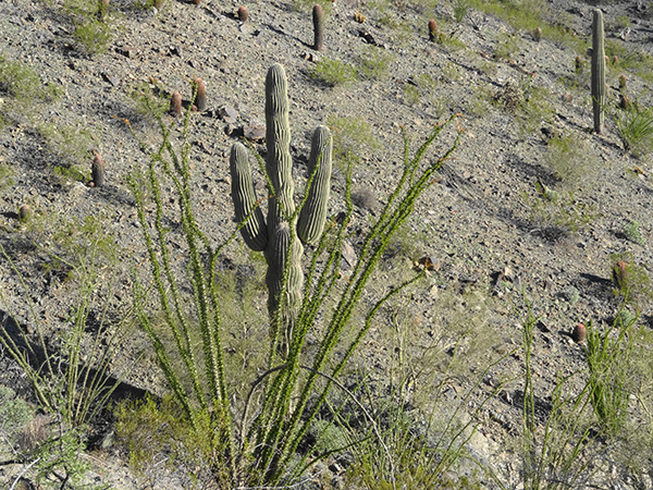 ocotillo