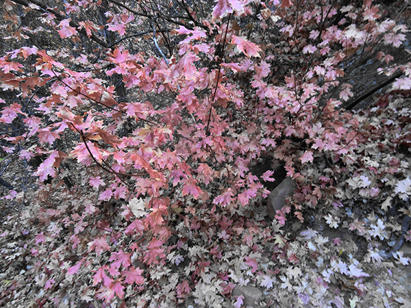 leaves