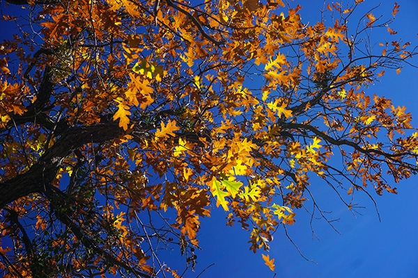 leaves