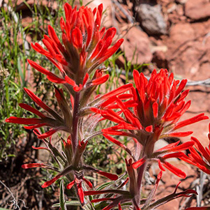 paintbrush