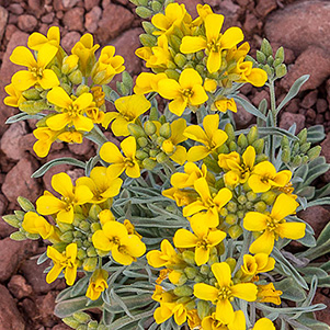 wallflower