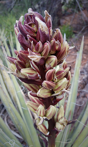yucca