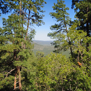 Vistas