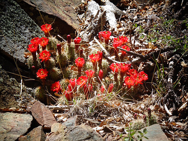 cactus