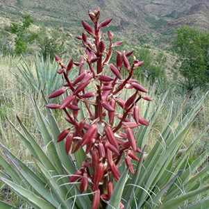 agave