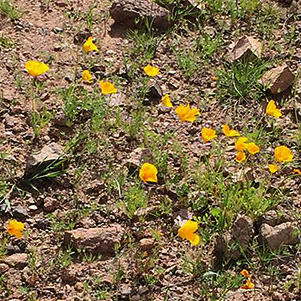 poppies