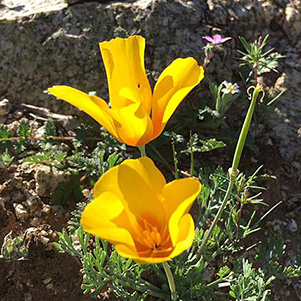 poppies