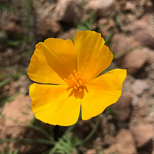 poppies