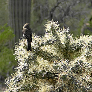 bird