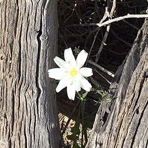 Chicory