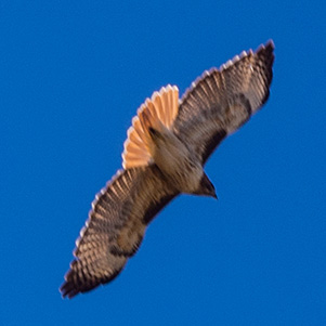 flight