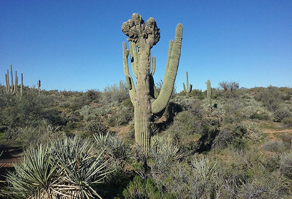 saguaro