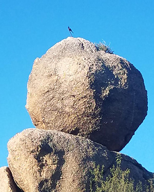 bird