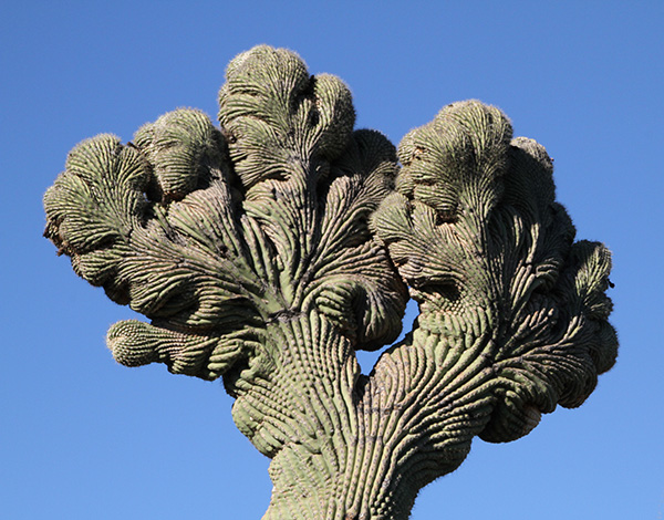 saguaro