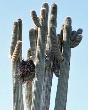 nest