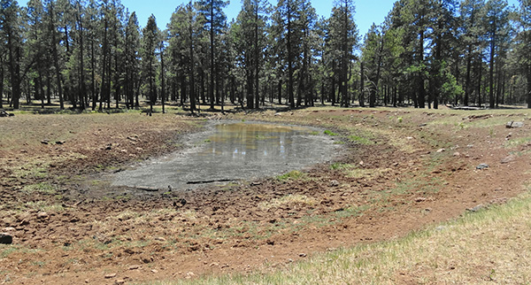 pond