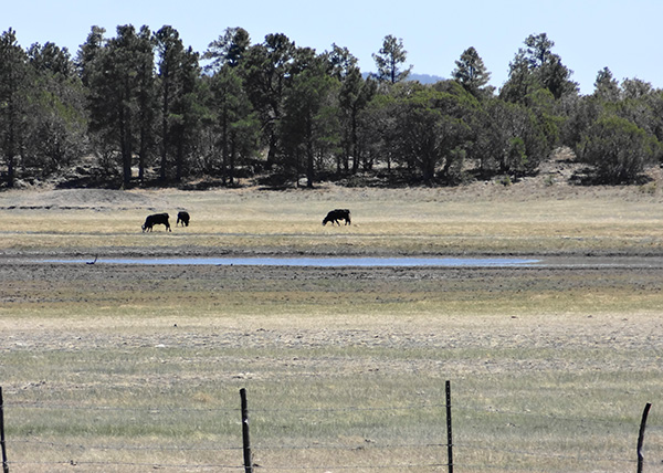 cows