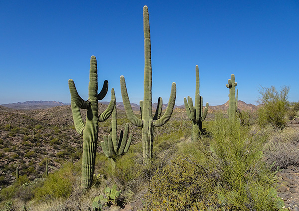 saguaros