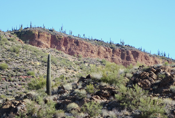 saguaros