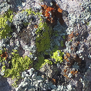lichen