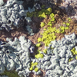 lichen