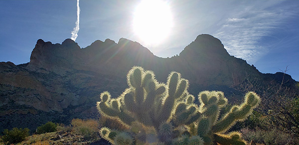 cholla