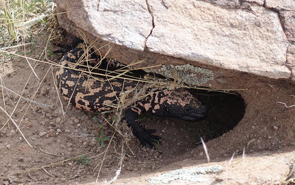 lizard