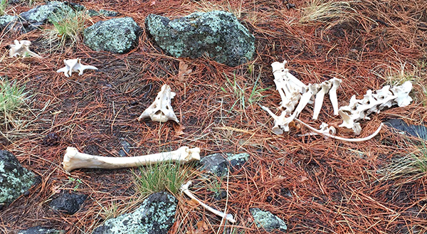 bones