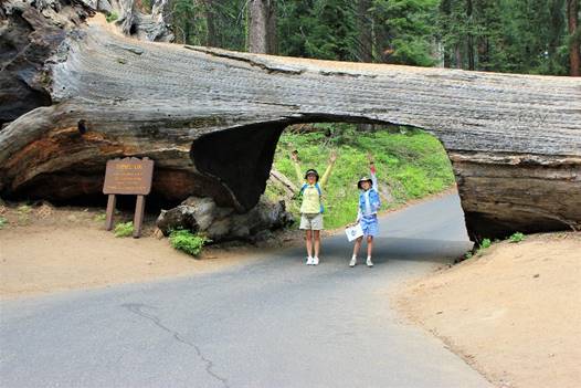 log