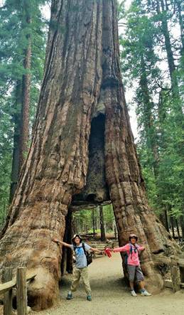 tree