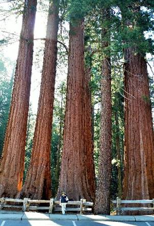 trees
