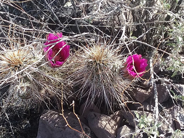 bloom