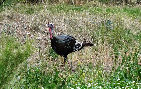 turkey