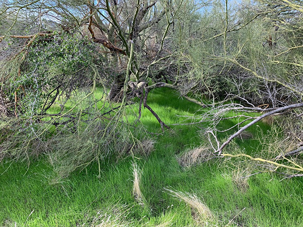 grass